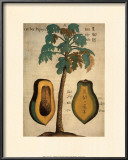 Papaya Tree Art by Michael Boym