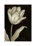 Classical Tulip I Limitierte Auflage von Ethan Harper