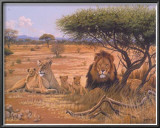 Lion Familly Art by Clive Kay