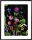 Summer Zinnia Posters by Susan Barmon