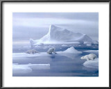 Play Time Polar Bear Poster by David Jean