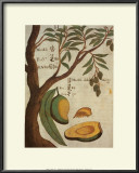 Mango Tree Posters by Michael Boym