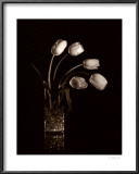 Dramatic Tulips Print by Dick & Diane Stefanich