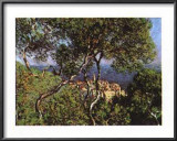 Landscape at Bordighera Posters by Claude Monet