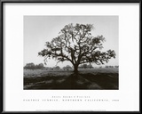 Oak Tree, Sunrise Posters by Ansel Adams