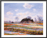 Tulip Fields at Sasenheim Art by Claude Monet
