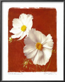 White Cosmos II Art by Amy Melious