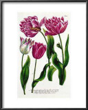 Single and Double Tulips Posters by Johann Wilhelm Weinmann