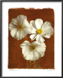 White Cosmos I Posters by Amy Melious