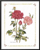 Red Roses Prints by Cappello 