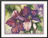 Clematis Blooms Posters by Peggy Thatch Sibley