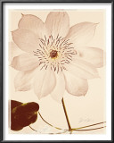 White Clematis Posters by Deborah Schenck