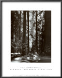 Redwoods, Founders Grove Print by Ansel Adams