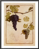 Cabernet Sauvignon Art by Meg Page