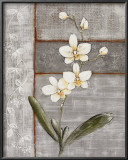 Orchid Shimmer I Poster by O. Braun