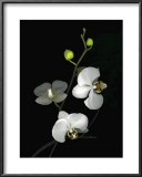 Orchid II Posters by Susan Barmon