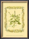 Basil Prints by Wendy Russell