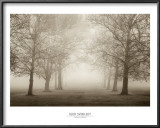 Layers of Trees II Prints by Igor Svibilsky