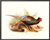 Pheasant Versicolor Posters by John Gould