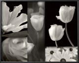 Summer Garden II Prints by Dennis Frates