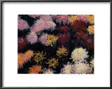 Chrysanthemum, 1897 Print by Claude Monet