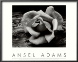 Rose and Driftwood, San Francisco, California Print by Ansel Adams