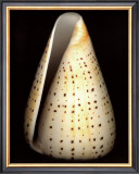 Lesser Butterfly Cone Print by Harold Feinstein