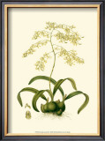 Orchid Array III Art by Drake 