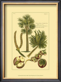Printed Exotic Palm I Prints by Pierre-Joseph Buchoz