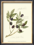 Gaeta Olives Posters by Elissa Della-piana