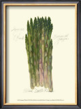 Asparagus Officinalis Prints by Elissa Della-piana