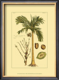 Printed Exotic Palm V Prints by Pierre-Joseph Buchoz