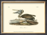 Brown Pelican Poster by John James Audubon