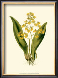 Orchid Array I Prints by Drake 