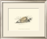 Lizars' Stingray II Prints by W.h. Lizars