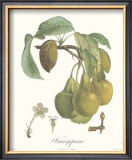Pears, Frangipane Poster by Francois Langlois