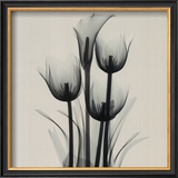 Tulips and Arum Lily Posters by Marianne Haas