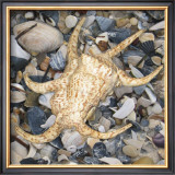 Shell Study II Print by Nick Biscardi