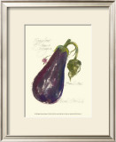 Eggplant Solanum Melongena Poster by Elissa Della-piana