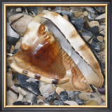 Shell Study IV Prints by Nick Biscardi