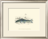 Lizars' Game Fish II Prints by W.h. Lizars
