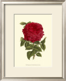 Magnificent Rose II Pôsters por Ludwig Van Houtte