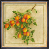 Abricots du Roussillon Prints by Vincent Perriol
