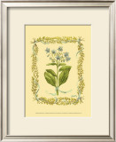Borage Prints by Wendy Russell
