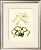 Orchid Array III Posters by Drake 