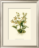 Orchid Array II Prints by Drake 