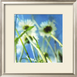 Daisies II Prints by Ingrid Blixt