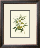 Ascolane Olives Posters by Elissa Della-piana