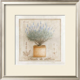 Lavande des Collines Prints by Vincent Perriol