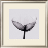 Opening Prints by Marianne Haas